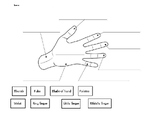 Auslan Know Your Hands labelling worksheet