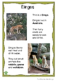 Australian Animal Profile: DINGO