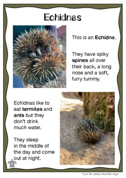 Preview of Australian Animal Profile: ECHIDNA