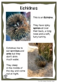 Australian Animal Profile: ECHIDNA