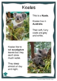 Australian Animal Profile: KOALA