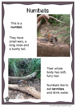 Preview of Australian Animal Profile: NUMBAT