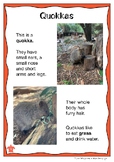 Australian Animal Profile: QUOKKA