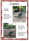 Australian Animal Profile: WALLABY