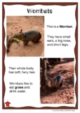 Australian Animal Profile: WOMBAT