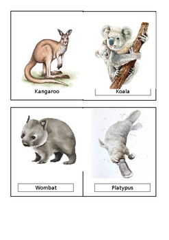 Preview of Australian Animal Watercolor Flashcards