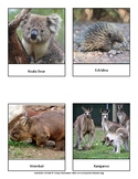 Australian Animals Cards