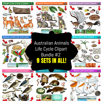 Preview of Australian Animals Life Cycle Clipart Bundle #2