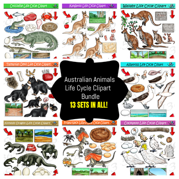 Koala Life Cycle Printables in 2023  Life cycles, Animal life cycles, Flip  book examples