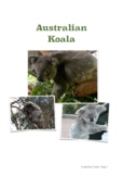 Australian Koalas