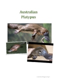 Australian Platypus