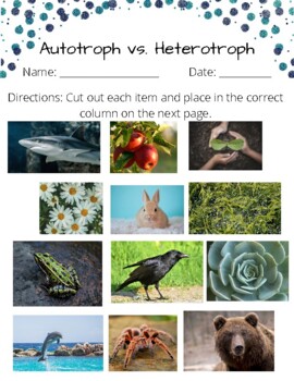 heterotroph examples
