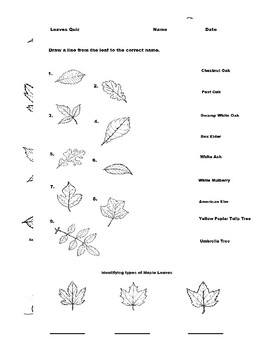 Preview of Autumn Leaves (12 Common Type in North America)