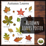 Autumn Leaves Identification Poster | Classroom Display | 