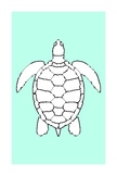 Awesome coloring book of turtle