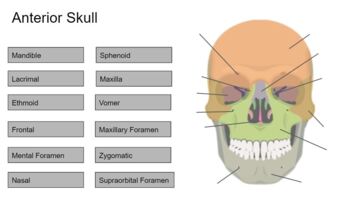 Preview of Axial Skeletal System Drag-N-Drop