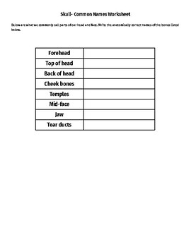 Preview of Axial Skeleton Common Names Worksheet