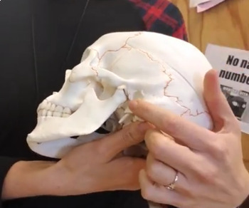 Preview of Axial Skeleton Video Review/Practice- Anat & Phys (Free)