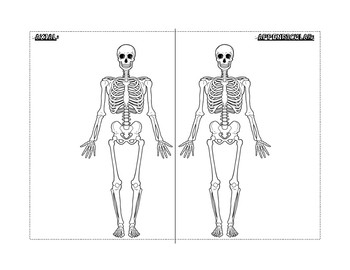 axial vs appendicular skeleton