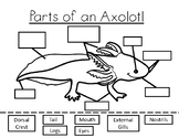 Axolotl Anatomy- The Parts of an Axolotl