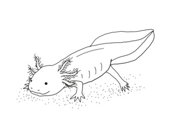 Axolotl Coloring Page by Mama Draw It | Teachers Pay Teachers