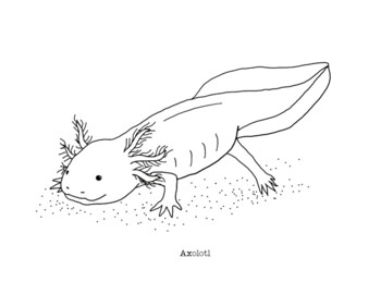 Preview of Axolotl Coloring Page