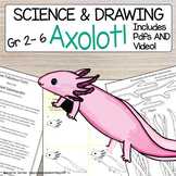 How to Draw an Axolotl Directed Drawing Lesson | Step by S