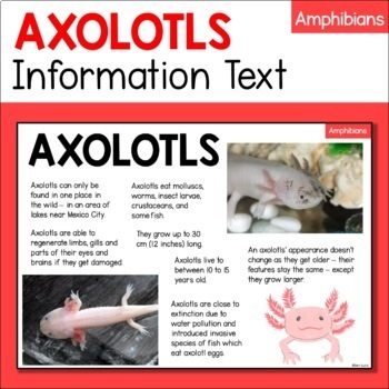 Preview of Axolotl Animal Fact Sheet - Habitat, Diet, Features, Size etc - Amphibian
