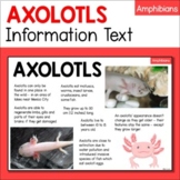 Axolotl Animal Fact Sheet - Habitat, Diet, Features, Size 