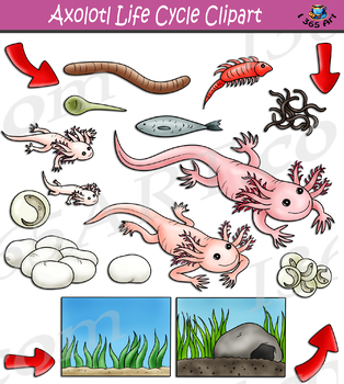 Preview of Axolotl Life Cycle Clipart