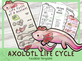 Preview of Axolotl Life Cycle | Science Craft Worksheet