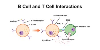 Preview of B Cell And T Cell Interaction in Immune System.