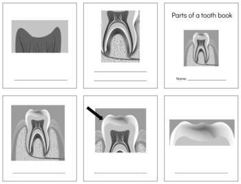 Preview of B003 (GOOGLE): TOOTH (parts of) 3 part cards & book making set (9pgs)