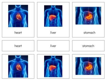 Preview of B005(GOOGLE): ORGANS - 3 part cards & book making set (goes w\TOOB objects) 