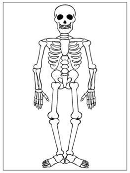 Preview of B007(GOOGLE): SKELETON (worksheet & puzzle) (3pgs)