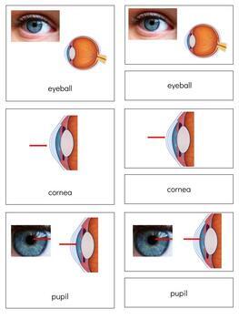 Preview of B009 (GOOGLE): EYEBALL (parts of) 3 part cards (4pgs)