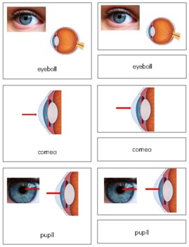 Preview of B009 (PDF): EYEBALL (parts of) 3 part cards (4pgs)