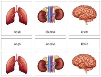 Preview of B011 (GOOGLE): ORGANS (clipart)  3 part cards (3pgs)