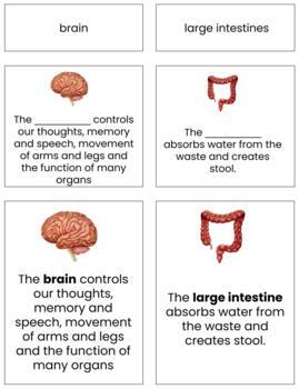 Preview of B012 (GOOGLE): ORGANS (names of & facts w/images) 3 part cards (4pgs)