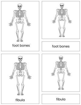 Preview of B014 (GOOGLE): BONES (hand colored RED) 3 part cards (6pgs)