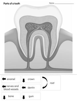 Preview of B015: (GOOGLE) TOOTH (parts of)(teacher copy/worksheet/work) (3 pages) 