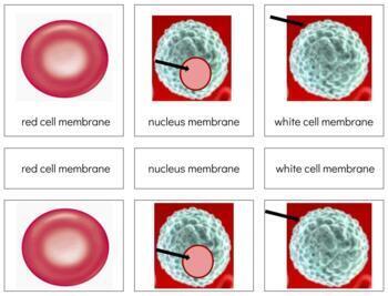 Preview of B016 (GOOGLE): CELL (parts of) 3 part cards (5pgs)