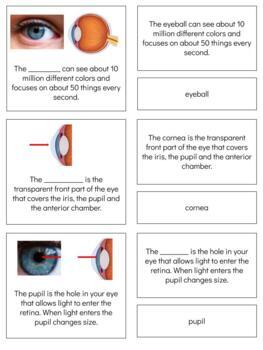 Preview of B017 (GOOGLE): EYEBALL (facts) 3 part cards (4pgs)