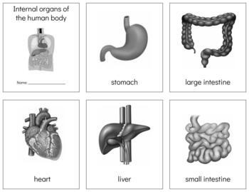 Preview of B018 (GOOGLE): ORGANS (clipart) 3 part cards & book making set (9pgs)