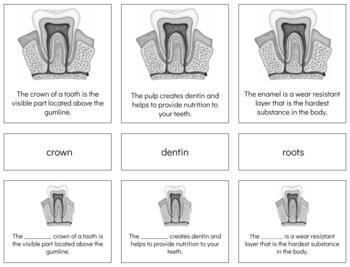 Preview of B020 (GOOGLE): TOOTH (facts) (hand colored red) 3 part cards (4pgs) 