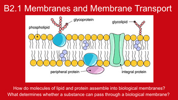 Preview of B2.1 Membranes and Membrane Transport Slideshow, Guided Notes, and Key BUNDLE