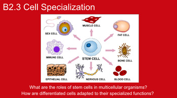 Preview of B2.3 Cell Specialization Slideshow, Guided Notes, and Key BUNDLE