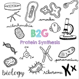 B2G 10 - Protein Synthesis