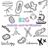 B2G 12 - Meiosis and Fertilization