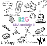 B2G 9 - DNA and RNA II